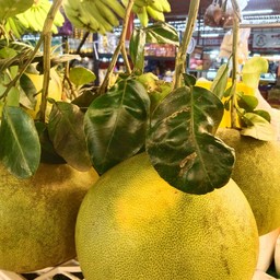 ส้มโอทองดี นครนายยก