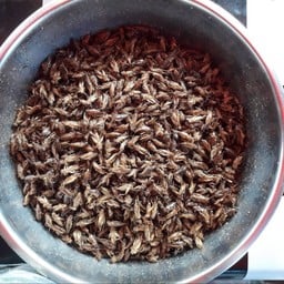 แมลงสดิ้งทอด