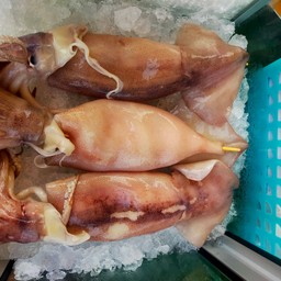 พอร์ชหมึกสดย่างน้ำจิ้มแซ่บรสเด็ด ไทรน้อย