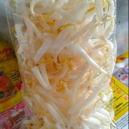 ถั่วงอก