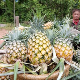 สับปะรด 1 ลูก