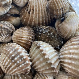 หอยแครงลวก ครึงกิโล