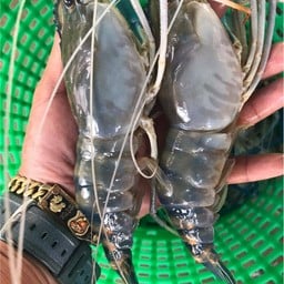 กุ้งสดๆ แพ้กุ้งโดยตรง