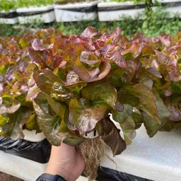 ข้าวสลัดซุ้มสะออน(ครัวอันนาปูรณา)