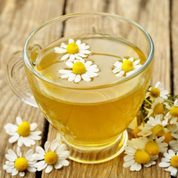 เก๊กฮวยเย็น