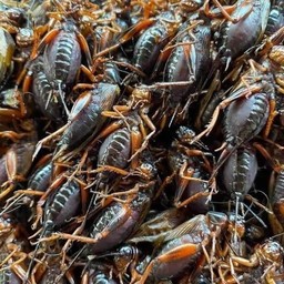 จิ้งหรีดทอด