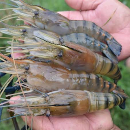 กุ้งแม่น้ำ