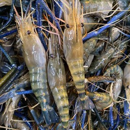 NB กุ้งสด-เผา โครตแซ่บ