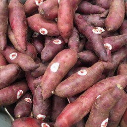 มันหวานญี่ปุ่น หนึ่งโล