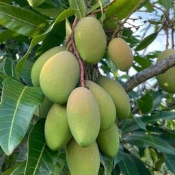 มะม่วงพิมเสนครึ่งกิโล