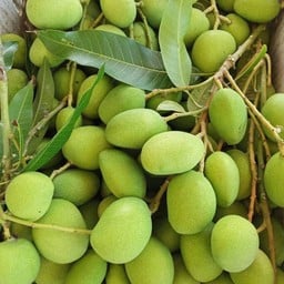 มะม่วงเบา กิโลละ