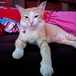 น้องโมจิ