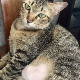 น้องลูน่า