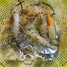 กุ้งเมีย 20-25 เป็น (1 กิโลกรัม) ไม่แก้ว