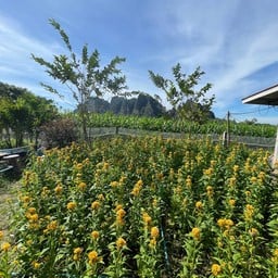 สวนดอกไม้เขาน้อย 360 องศา