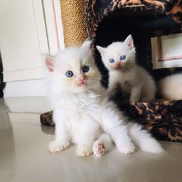 ทิปน้องเจไดน้อย