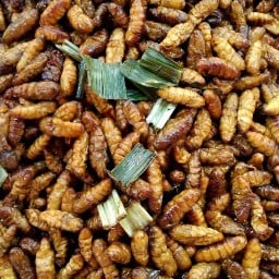 แมลงทอดศรีนคร สาขาตลาดหัวมุม