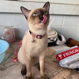 ตามสั่งน้องกุนเชียง