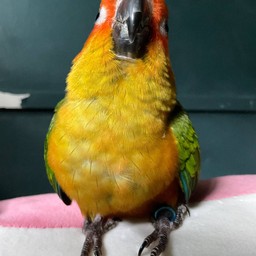 กะเพรา&ไก่ทอด PPD พฤกษา 12/1