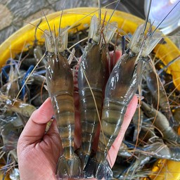 กุ้งเมียปนหัวแก้ว ไซส์ใหญ่ แบบสด 1 กิโลกรัม