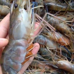 ญิสากุ้งเผา ตลาดสดลานโพธิ์