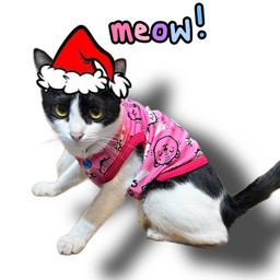 ทิปอาหารเปียกให้นางจีจี้ =^°^=