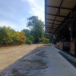 พิชชา พากิน