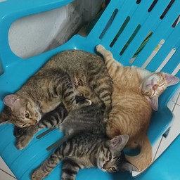 แป็ดบ้านล่าง1 อาหารตามสั่ง 1