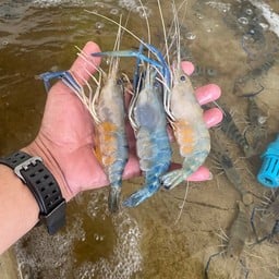 เอกชัยกุ้งเป็น