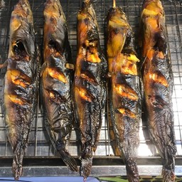 ปลาเผาเรือทอง