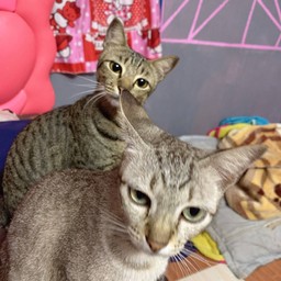 ทิปแมวหน้ามึน^__^