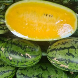 เเตงโมเนื้อเหลืองพรีเมียมขนาด 3-3.5