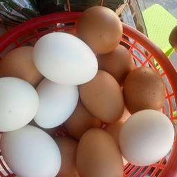 ส้มตำอินดี้หลังมอ