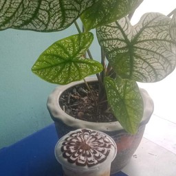 อ่ามอ๊าม-มีท-ชา