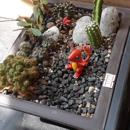 Wow! Cactus