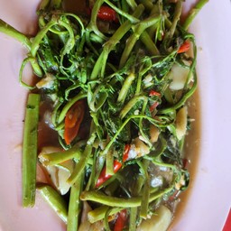 กระเฉดไฟแดง