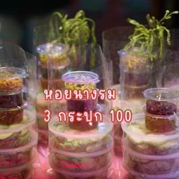 หอยนางรมชุด 3 กระปุก