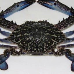 ปูม้า 4 ตัว