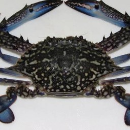 ปูม้า 2 ตัว