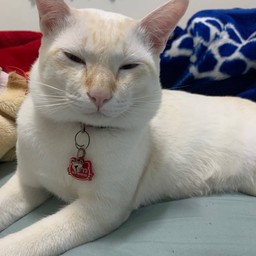 ทิปน้องไข่ขาว