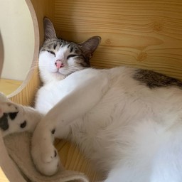 ทิปน้องคลาวดี้