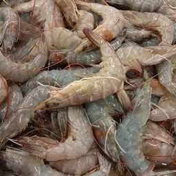 กุ้งขาว