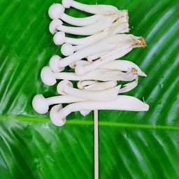 เห็ดหิมะขาว