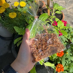 เห็ดหยองเจเล็ก