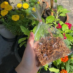 เห็ดหยองเจใหญ่