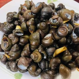 หอยจูปลวก(หอยขม)