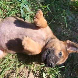 ค่าหารเม็ดให้แสบๆ