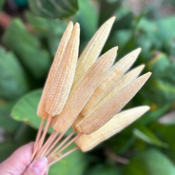 ข้าวโพดอ่อน