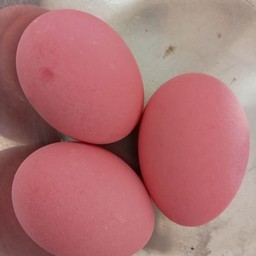 ไข่เยี่ยวม้า