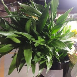 ผลไม้ปอกพร้อมทาน-กล้วยหอมทอง